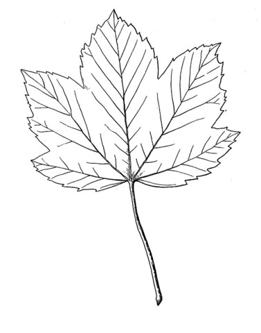 Sad Leaf Coloring Page